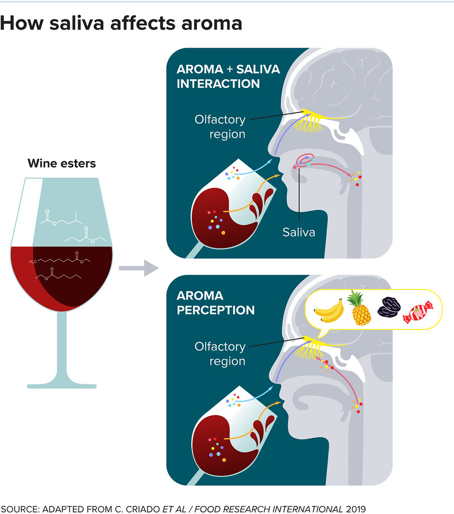 Olfaction and Taste